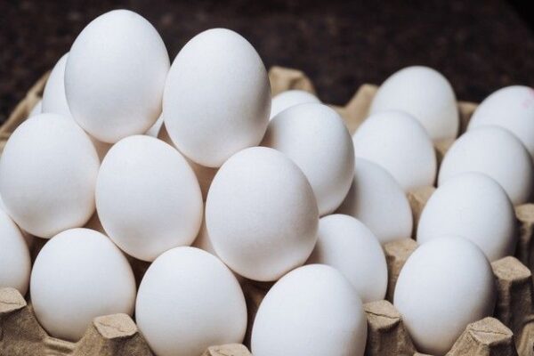 Fresh Fertile White Chicken Eggs for Sale