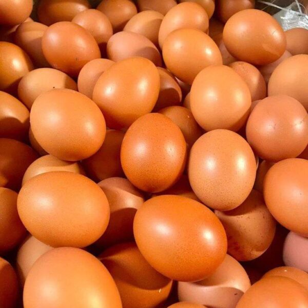 Fresh Fertile Brown Chicken Eggs for Sale
