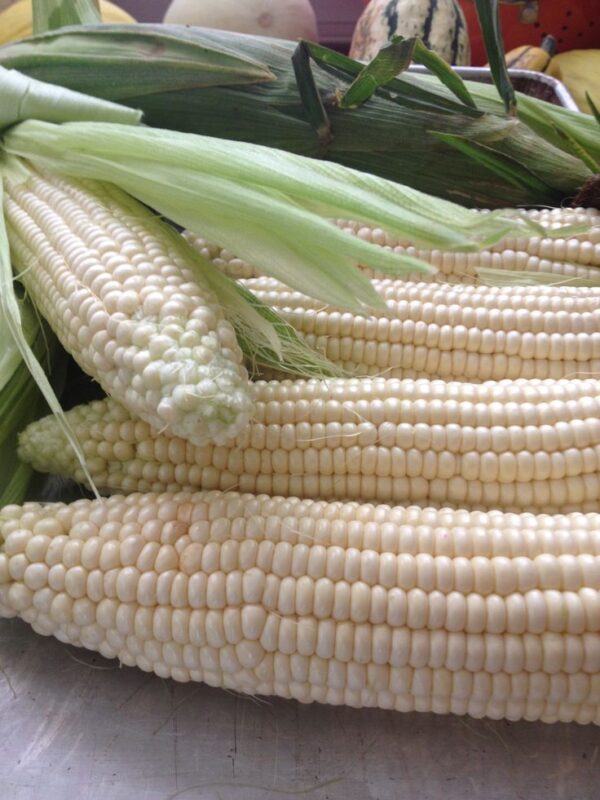 Fresh White Corn - Image 3