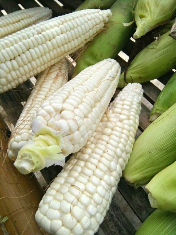 Fresh White Corn - Image 2