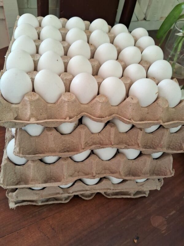 Fresh Fertile White Chicken Eggs for Sale - Image 3